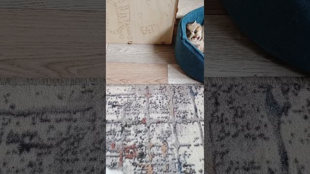 Шотландские породистые котята 1мес, резерв