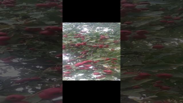 VID_20241017_095643.mp4