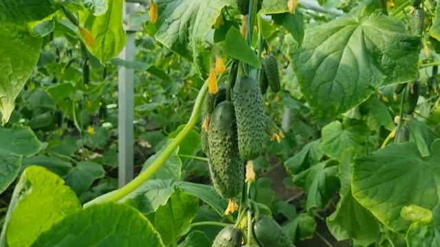 Отличный урожай огурца Мадейра на 19 марта.