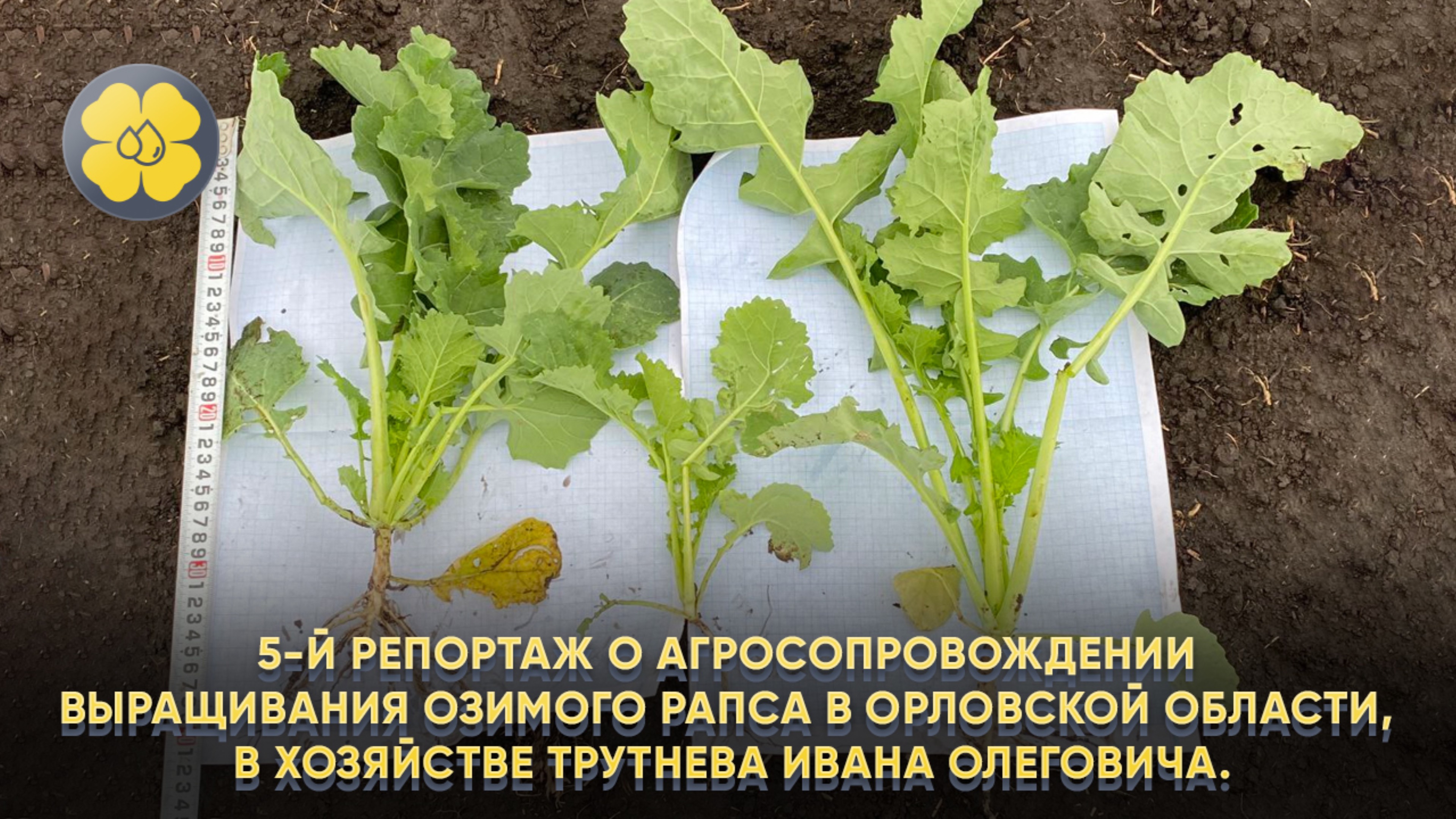 5-й репортаж о агросопровождении выращивания озимого рапса в Орловской обл., в хоз.  Трутнева О. И.