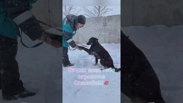 Поздравление Татьяне, нашему дорогому куратору и кинологу❤️