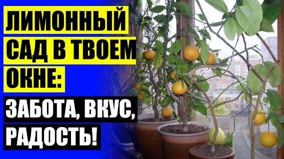 ✔ ПИТОМНИК ПАВЛОВСКИЙ 💡 КАК УХАЖИВАТЬ ЗА ЛИМОННЫМ ДЕРЕВОМ В ГОРШКЕ