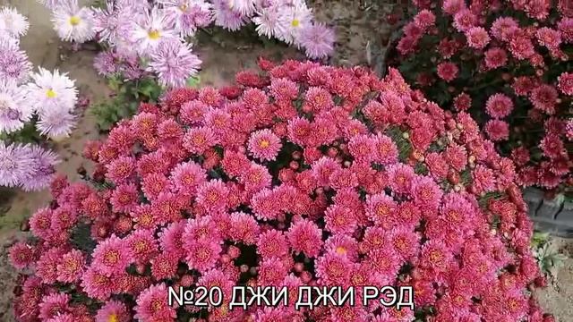 Обзор цветения. Мультифлора.Часть 1. сентябрь-октябрь 2024 г. Отправка маточников почтой России