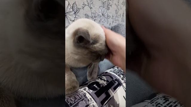 киса