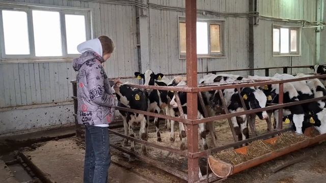 Экскурсия в агрофирмы Кировского молочного комбината