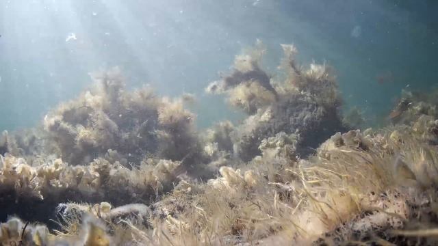 Осень под водой. Черное море.