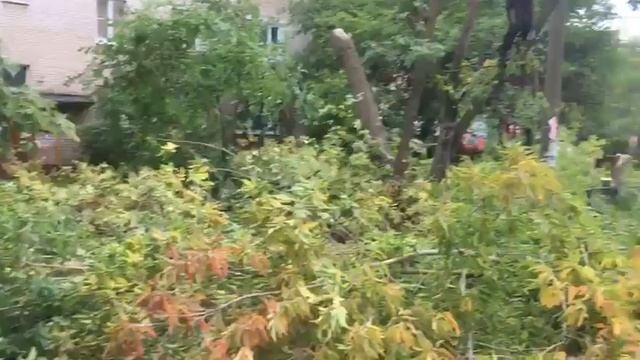Удаление деревьев в Московской области