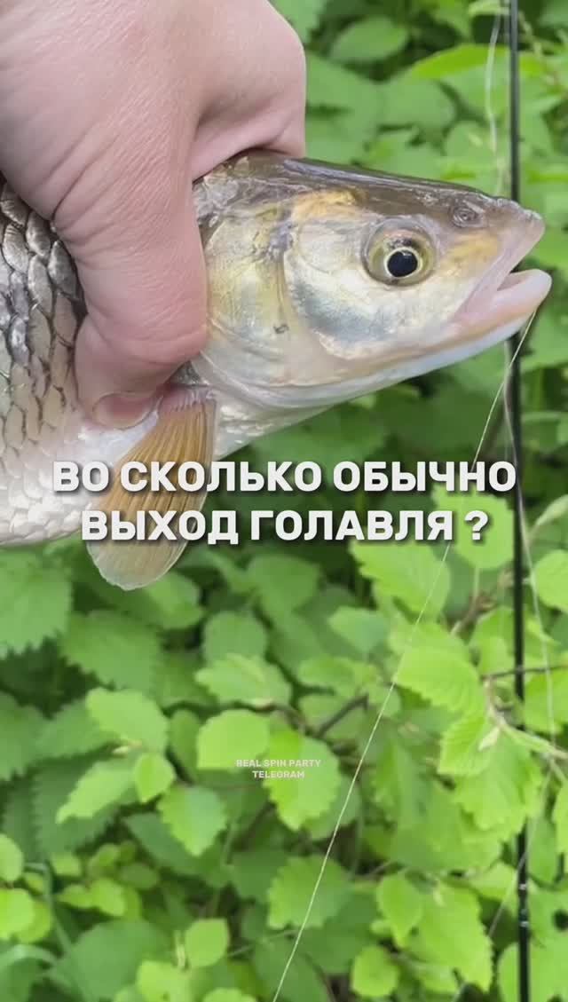 ОТКРЫЛ ТАЙНУ 🎣