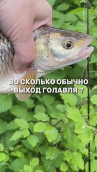 ОТКРЫЛ ТАЙНУ 🎣