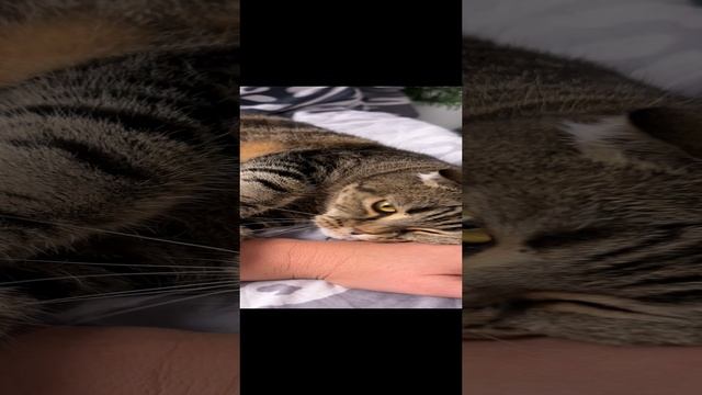 ЧЕССИ🐯Я СКУЧАЮ ПО СВОЕЙ НАТАШЕ