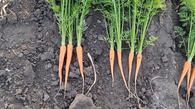Сравнение моркови Абако, Абразо, Кюрасао, Кантон и Каспий за месяц до уборки.