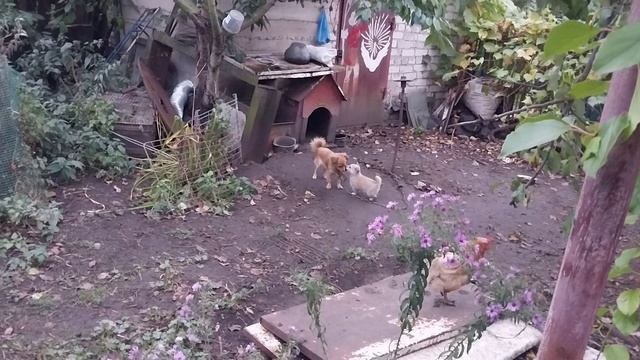 1000009713.mp4резвимся рано утром