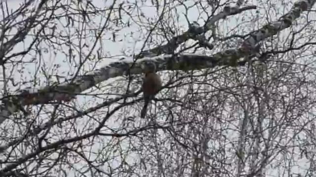 Зяблик в весеннем лесу.