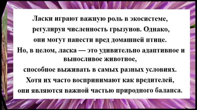 Важный хищник в балансе природы