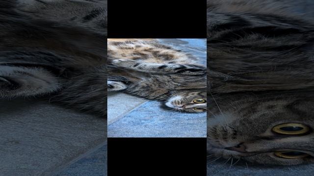ЧЕССИ🐯УТРЕННИЙ ДУШ