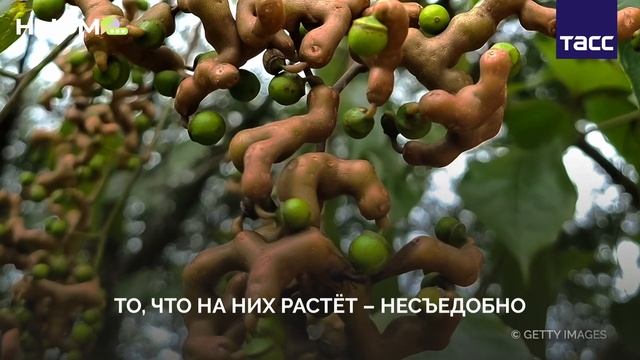 Конфеты можно есть с деревьев!