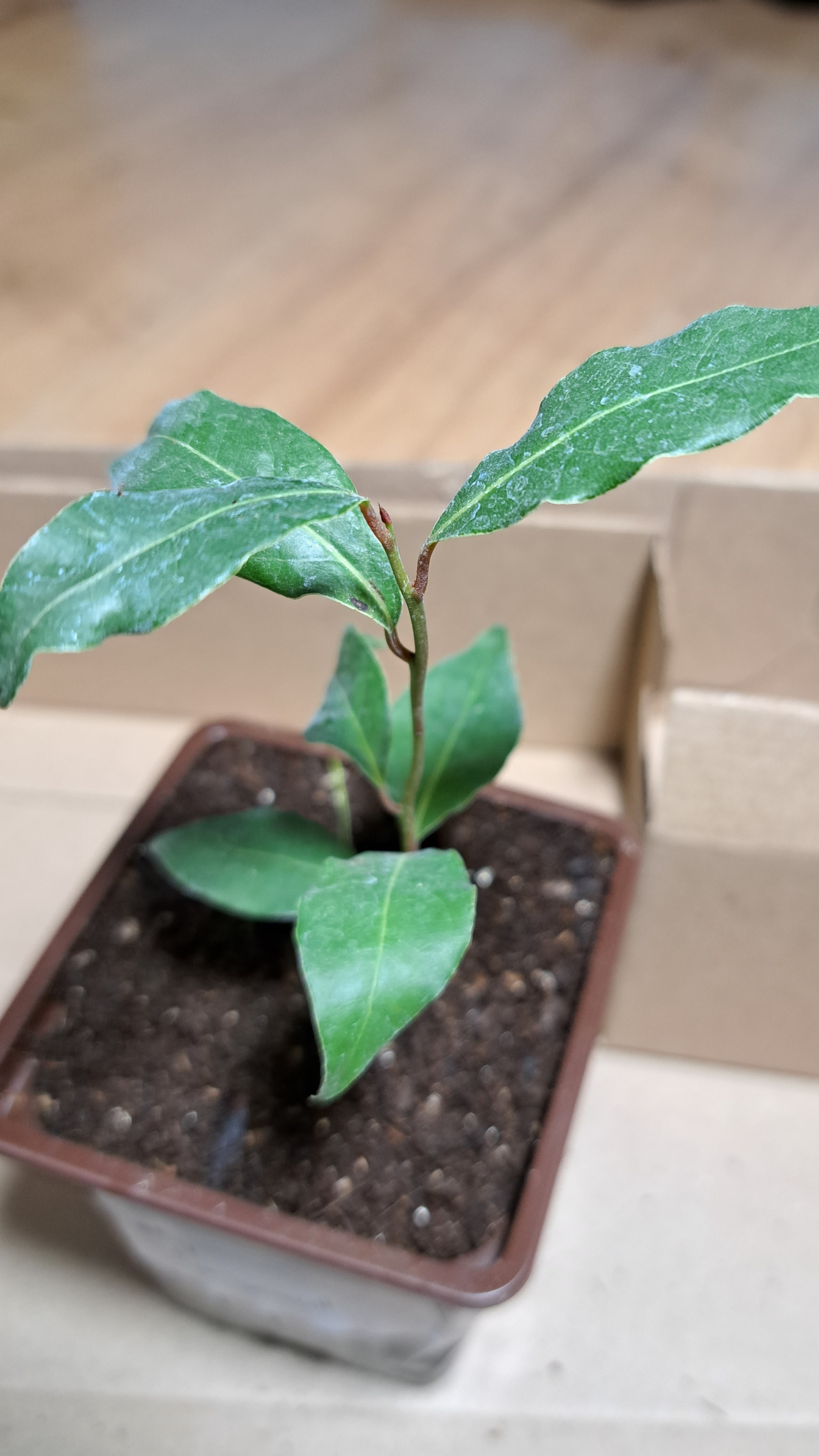 Лавр Благородный в домашних условиях