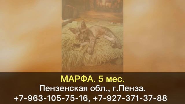 Пропала кошка! МАРФА. 5 мес. Пензенская область, г.Пенза.