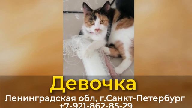 Пропала кошка! Девочка. Ленинградская обл, г.Санкт-Петербург