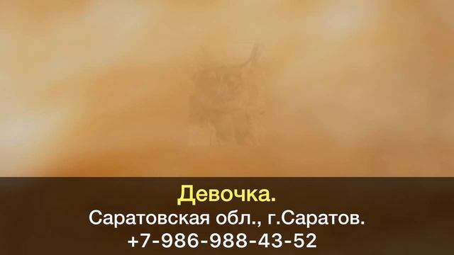 Пропала кошка! Девочка. Саратовская область, г.Саратов.