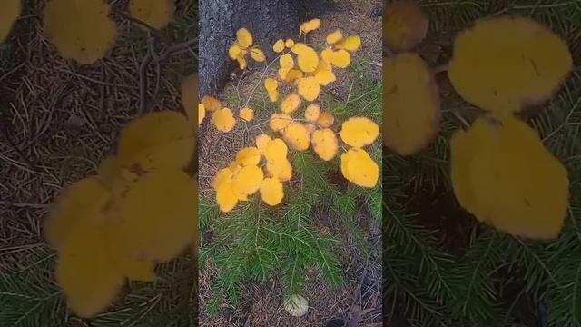 РАССКАЖИ МНЕ ОСЕНЬ 🍁🍂