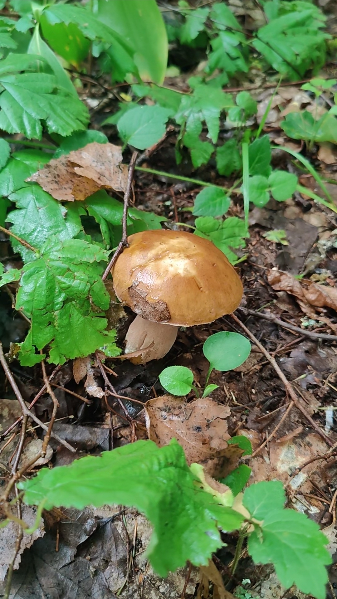 Экстренное включение в грозу ради Белого гриба! #trending #mushroom #лес #природа #грибы #лето