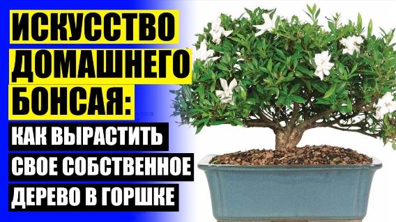 ⚠ БОНСАЙ КАК ВЫРАСТИТЬ САМОМУ 👌