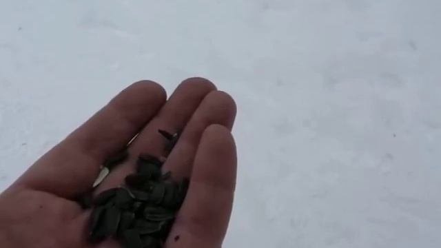 Синица гаичка.