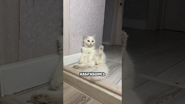 Помогите мне 🙀