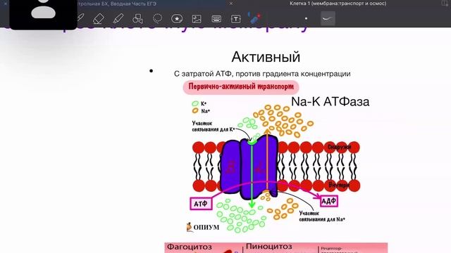 18-10-2024: плазмолемма и осмос