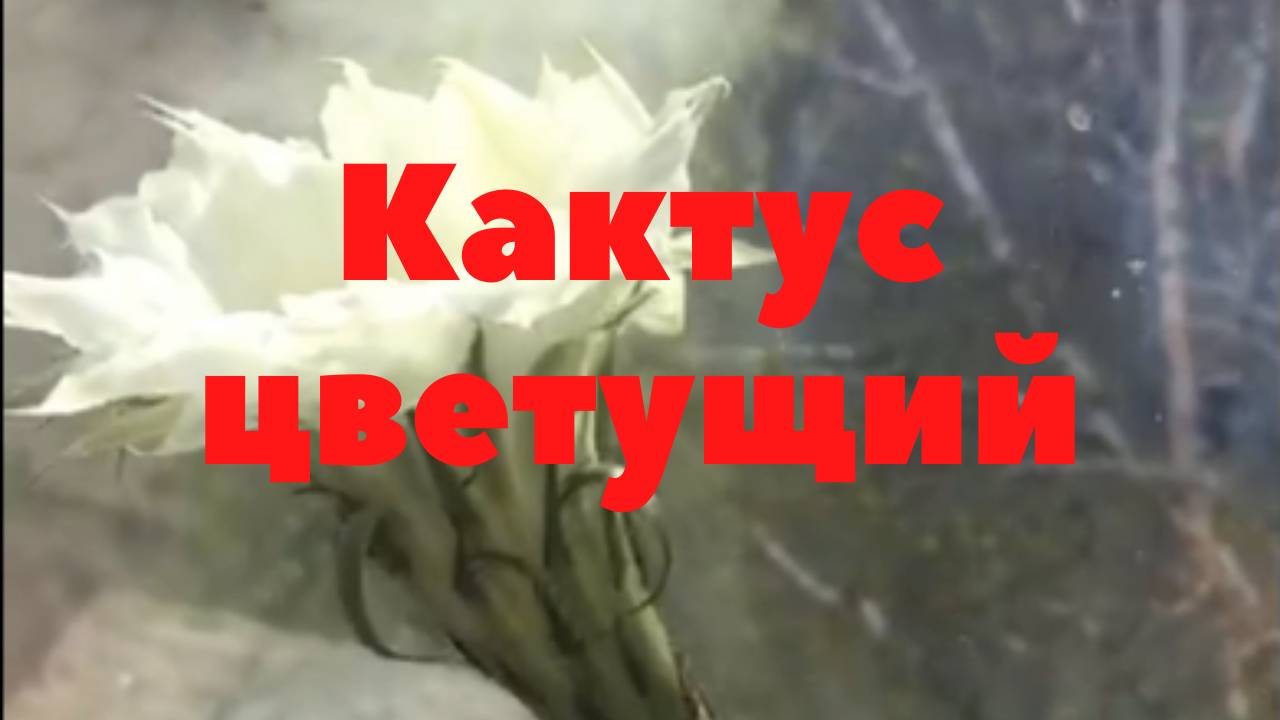 Кактус цветущий. Почему они цветут.