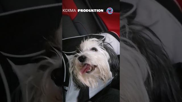 Бивер йорк .mp4