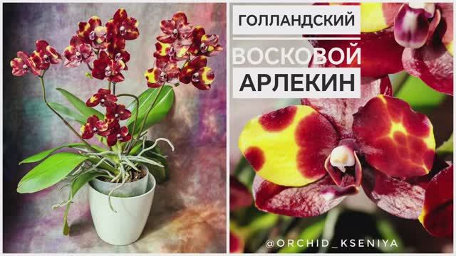 Орхидея Арлекин 💛❤ Яркий пятнистый восковой фаленопсис из Голландии | Домашнее цветение🔥 Обзор