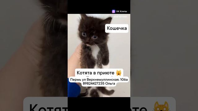 Котята #помогаемнайтидом #помощь_животным #приют