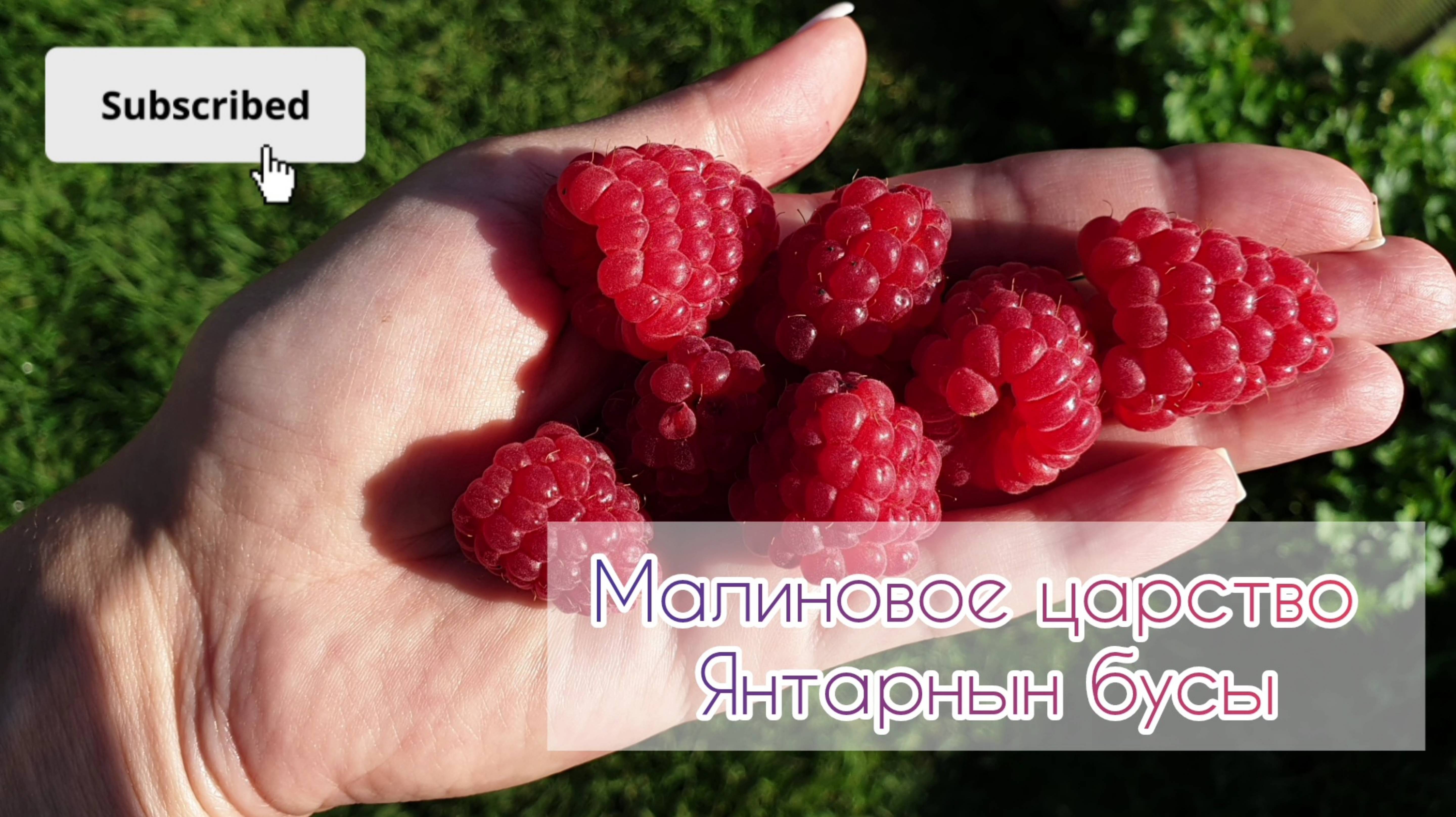 Малиновое царство в сентябре,  янтарные бусы, что с лактазной недостаточностью