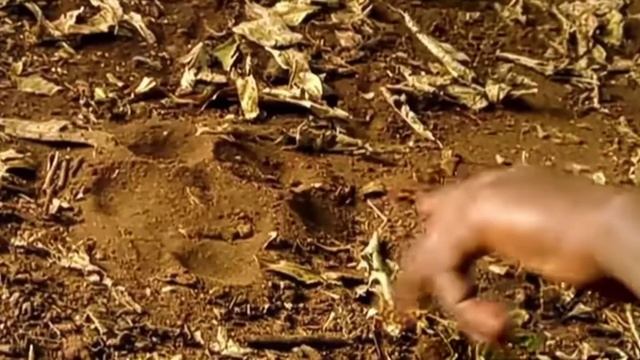 Прайд Львов людоедов убивших 1500 тысячи человек.