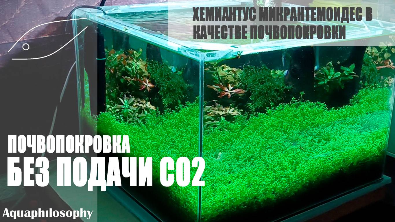 Почвопокровка без CO2. Хемиантус микрантемоидес. Hemianthus micranthemoides