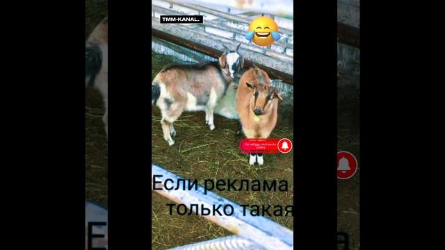 Продажа козлов по Карачаевский.