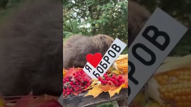 🦫Устюжок отмечает Международный день бобра🦫