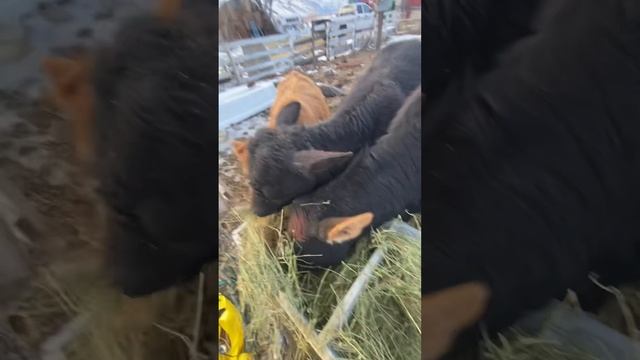 Not as cold as last week cow feeding time in the snow country