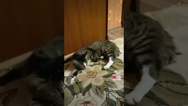 хочу быть котом🐱🐱🐱🐱🐱🐱