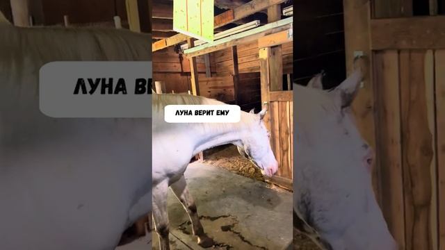 Слепая лошадь и ослик.