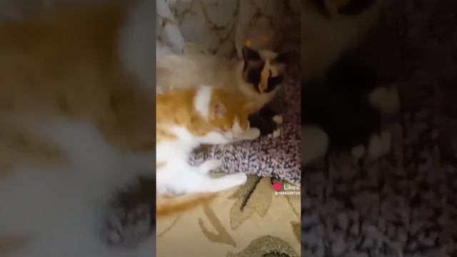 Кошечки🐱🐱🐱🐱🐱🐱