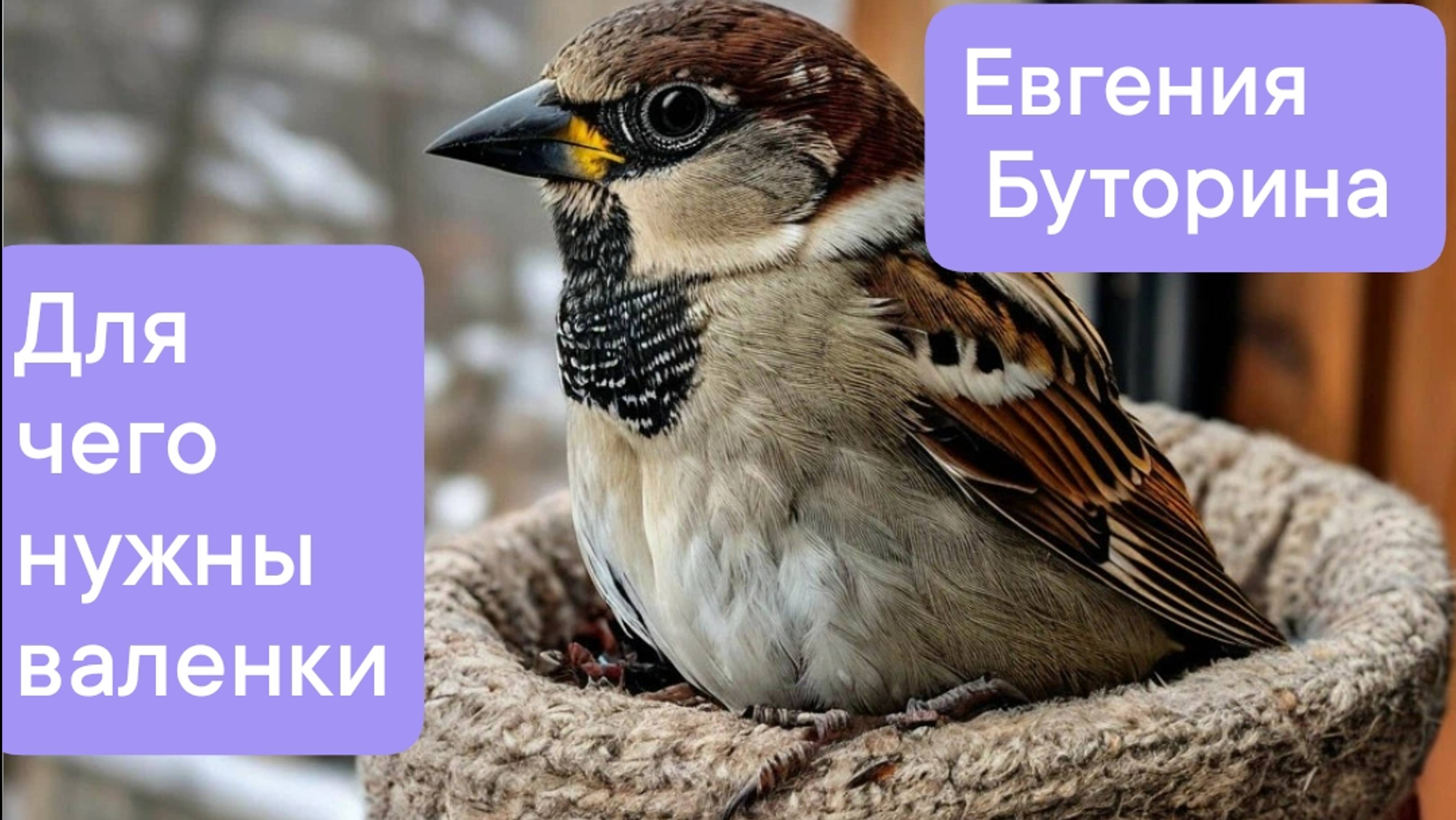 Сказки нашего двора. Евгения Буторина