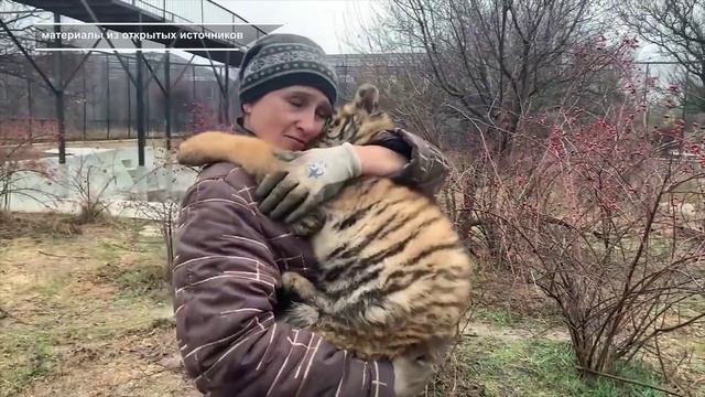 В КРЫМУ ЛЬВЫ РАСТЕРЗАЛИ СОТРУДНИЦУ ЗООПАРКА