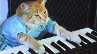 Korg Minilogue xd (Sound-Strim bass-drone) Студийный звук