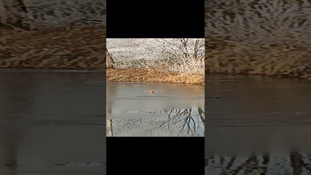 Уточки