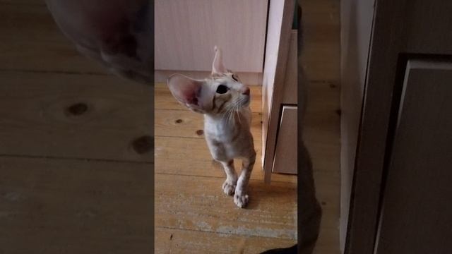 Рыжий ориентальный котенок 3 мес.