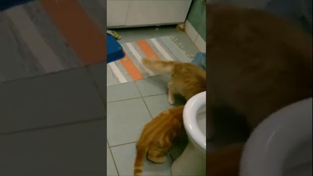 Два рыжих друга! Two red haired friends!#cat #cats #redhair