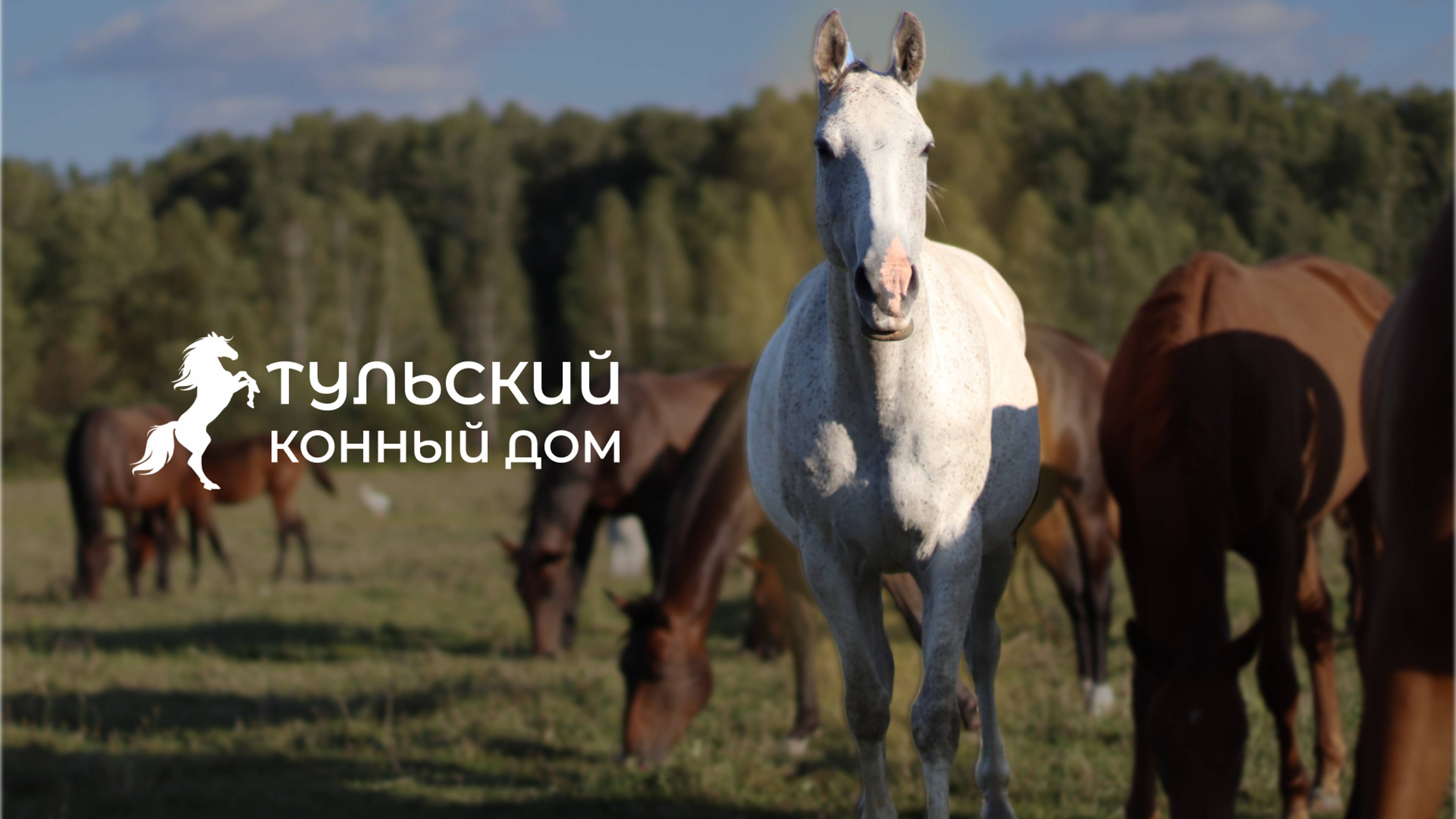 Тульский конный дом "Сказка"